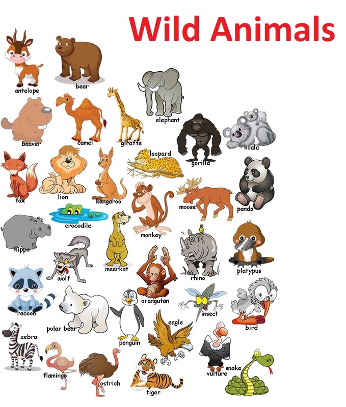 Wild animals - English is fun!